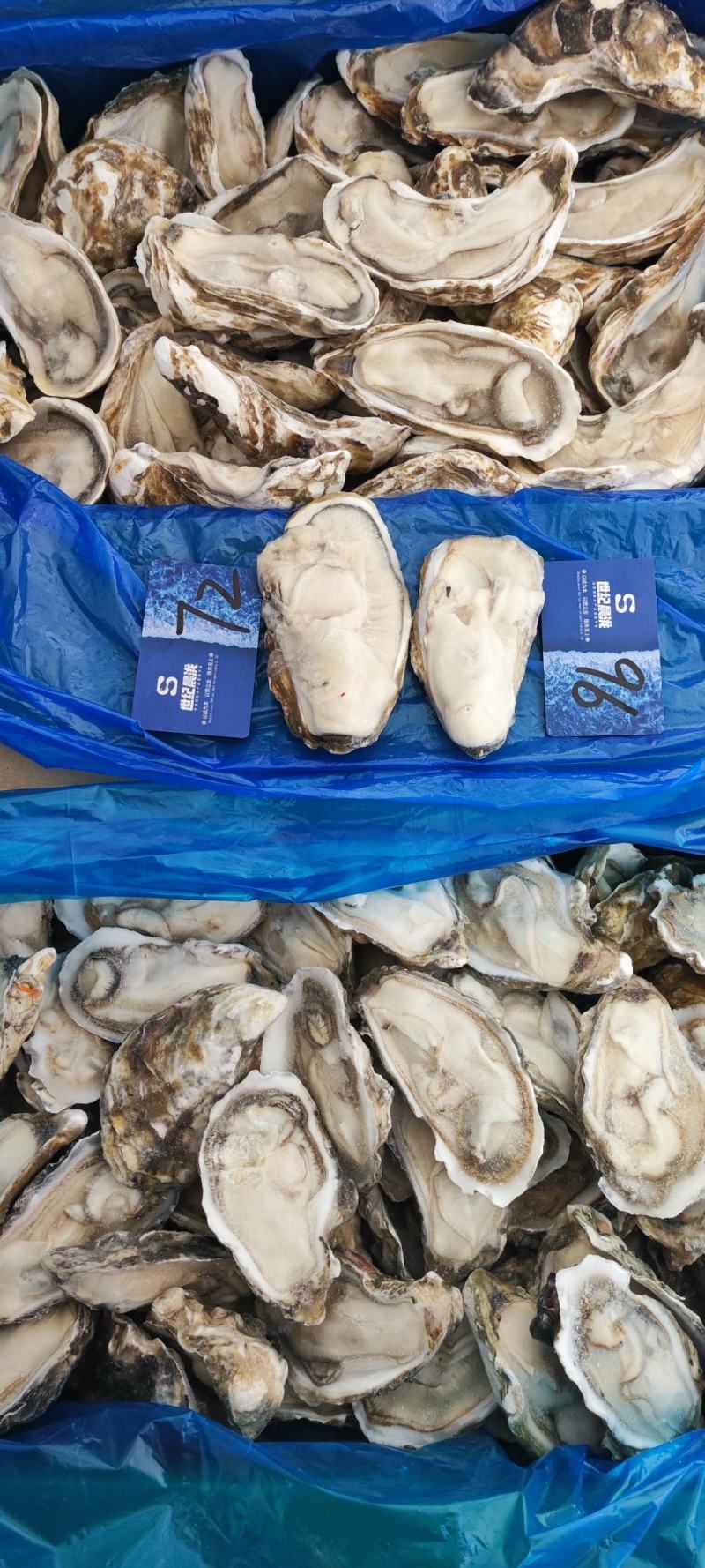 满肉乳山原浆生蚝96片72片无泡水无泡药原汁原味