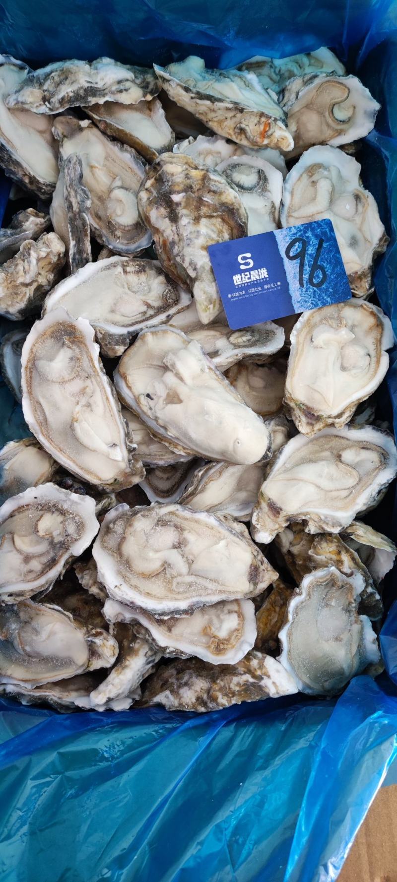 满肉乳山原浆生蚝96片72片无泡水无泡药原汁原味