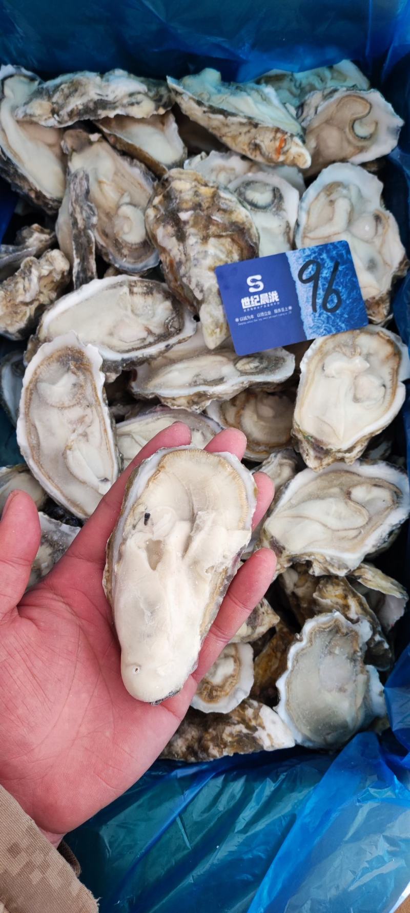 满肉乳山原浆生蚝96片72片无泡水无泡药原汁原味