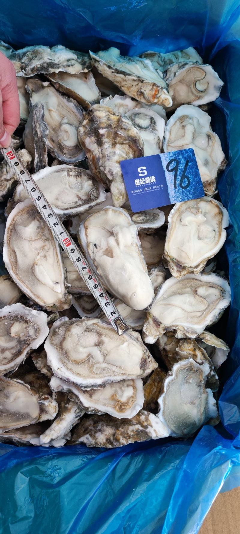 满肉乳山原浆生蚝96片72片无泡水无泡药原汁原味