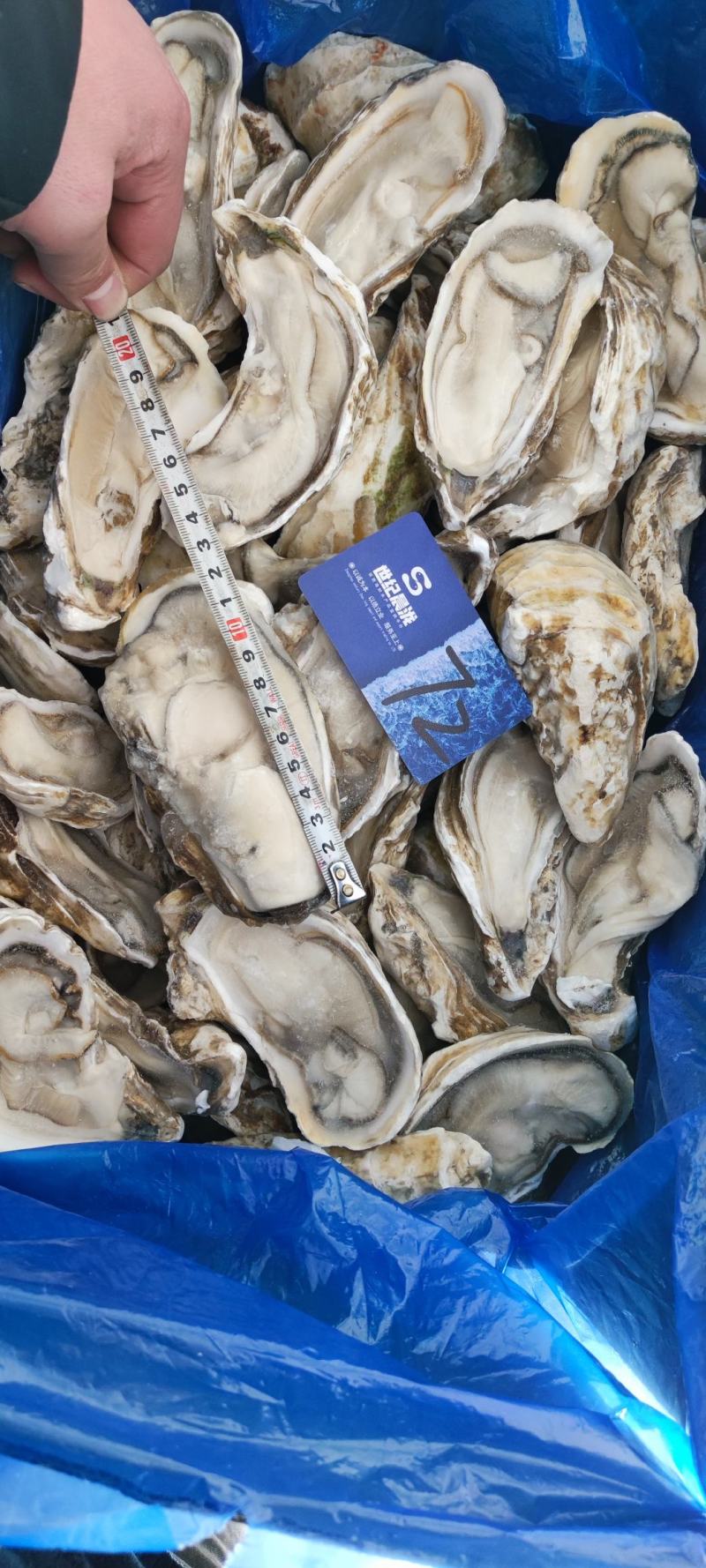满肉乳山原浆生蚝96片72片无泡水无泡药原汁原味