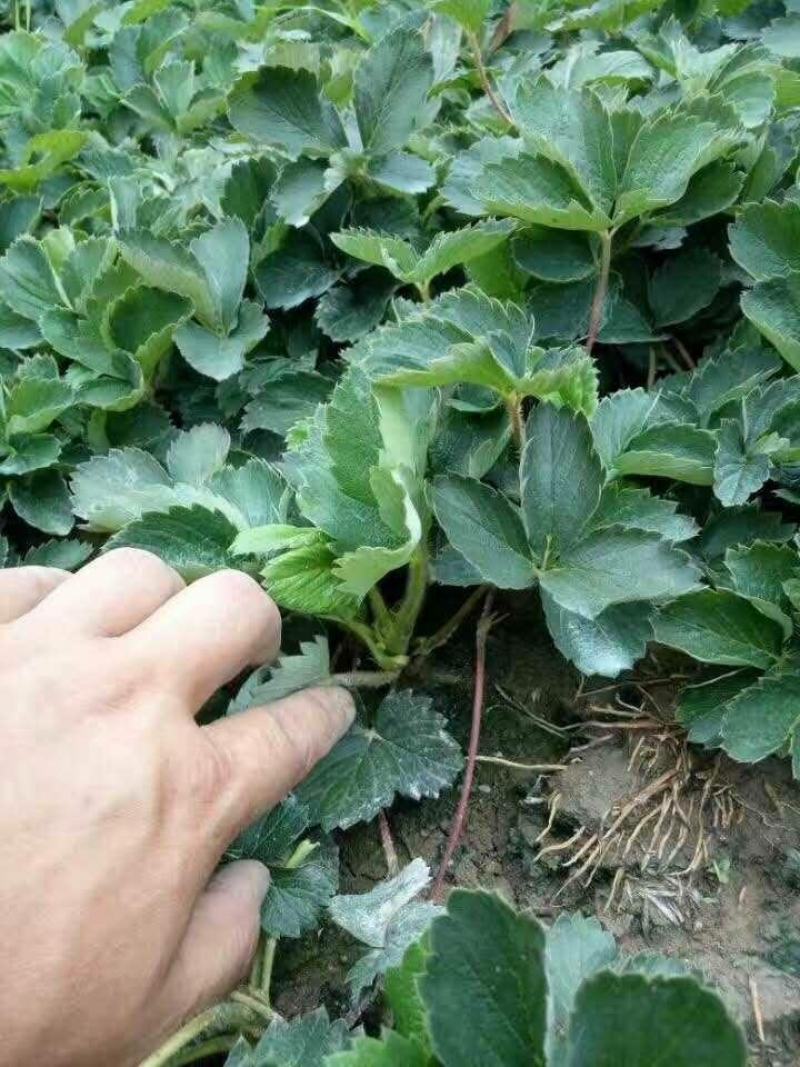 天仙醉草莓苗，随珠草莓苗，章姬草莓苗，脱毒苗成活率高