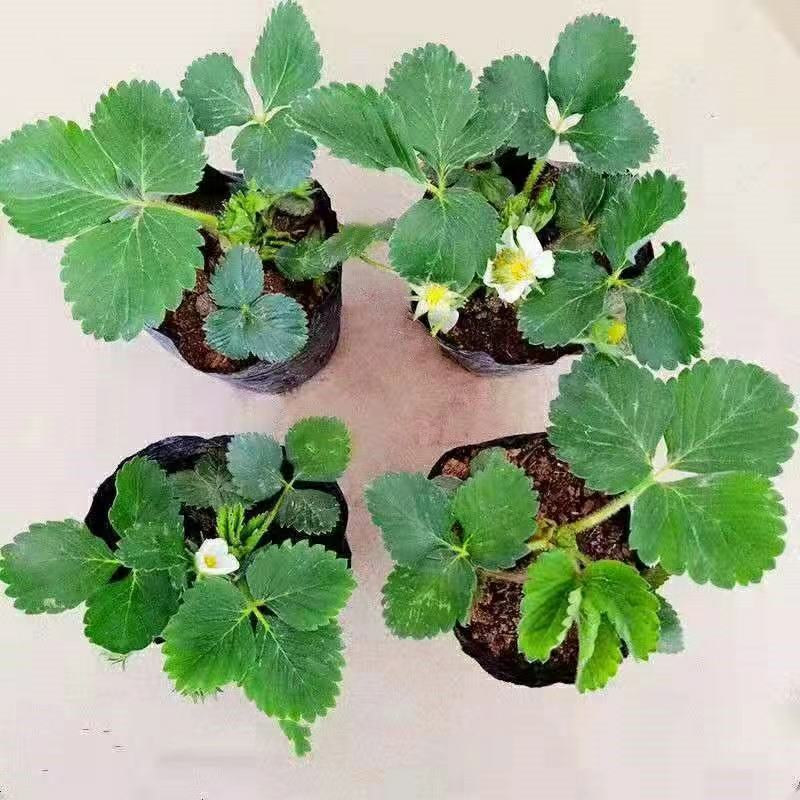天仙醉草莓苗，随珠草莓苗，章姬草莓苗，脱毒苗成活率高