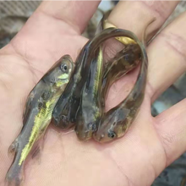 优质黄骨鱼苗，一手货源，规格齐全，好养快大