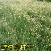 野牛草种子绿化护坡固土四季常青耐寒耐旱抗污染多年生宿根种