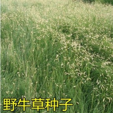 野牛草种子绿化护坡固土四季常青耐寒耐旱抗污染多年生宿根种