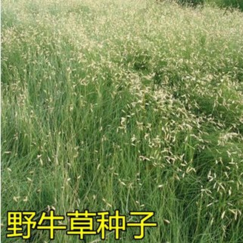 野牛草种子绿化护坡固土四季常青耐寒耐旱抗污染多年生宿根种