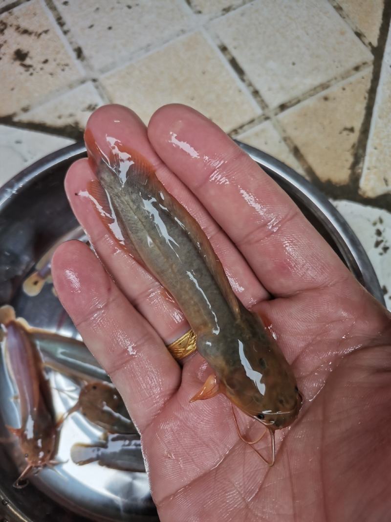 三黄塘角鱼苗，场地规格齐全，土塘角鱼苗，量大优惠，