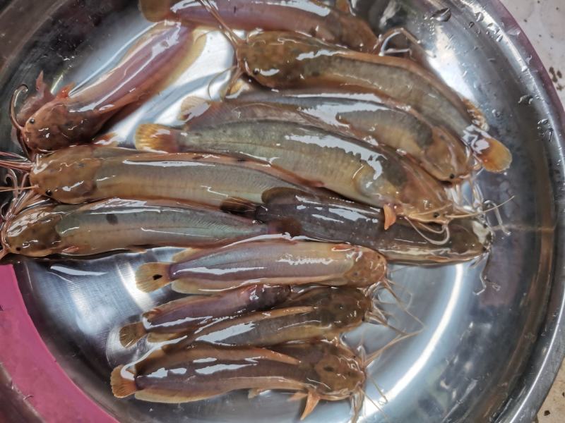 三黄塘角鱼苗，场地规格齐全，土塘角鱼苗，量大优惠，