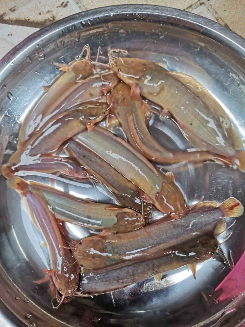 三黄塘角鱼苗，场地规格齐全，土塘角鱼苗，量大优惠，