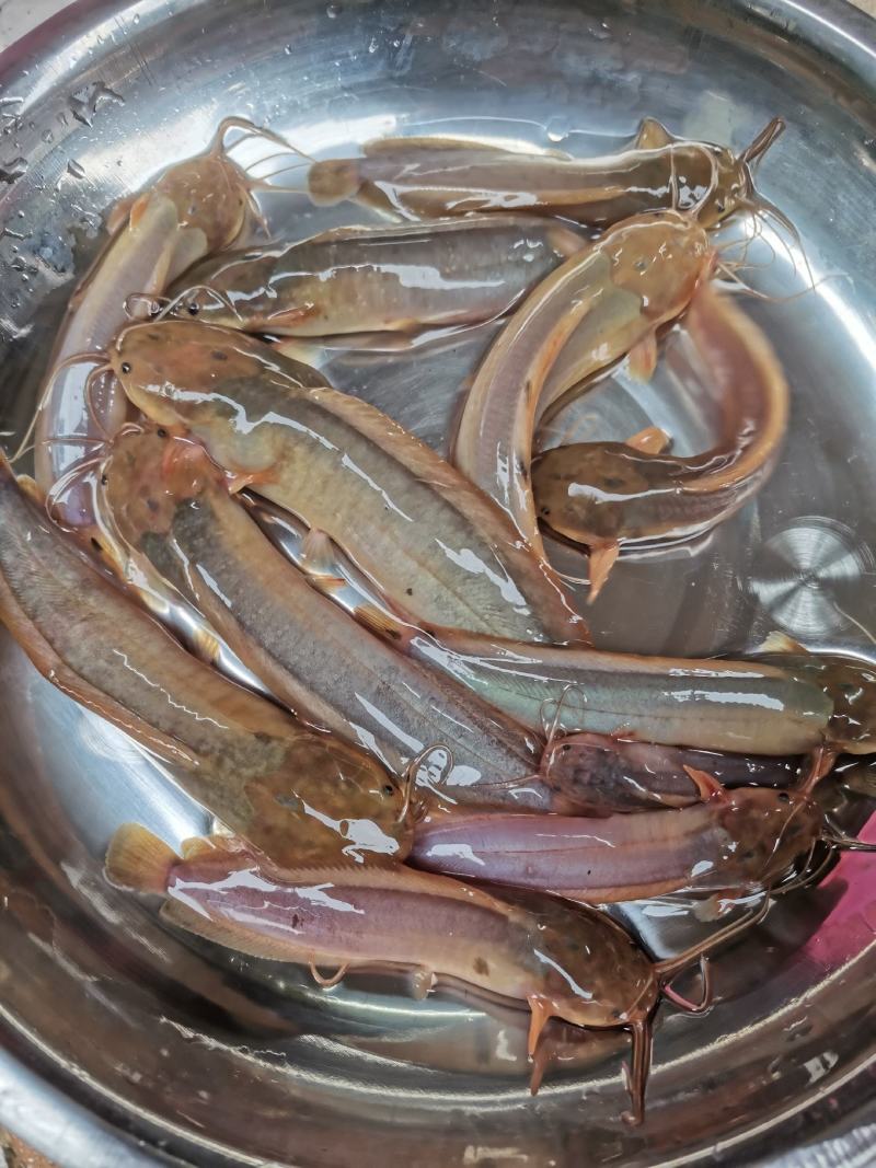 三黄塘角鱼苗，场地规格齐全，土塘角鱼苗，量大优惠，