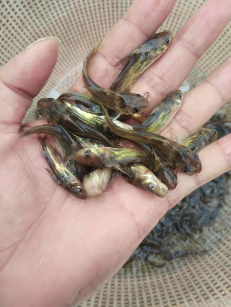 优质黄骨鱼苗，一手货源，规格齐全，好养快大