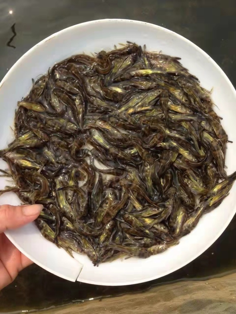 优质黄骨鱼苗，一手货源，规格齐全，好养快大