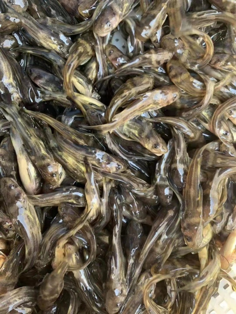 优质黄骨鱼苗，一手货源，规格齐全，好养快大