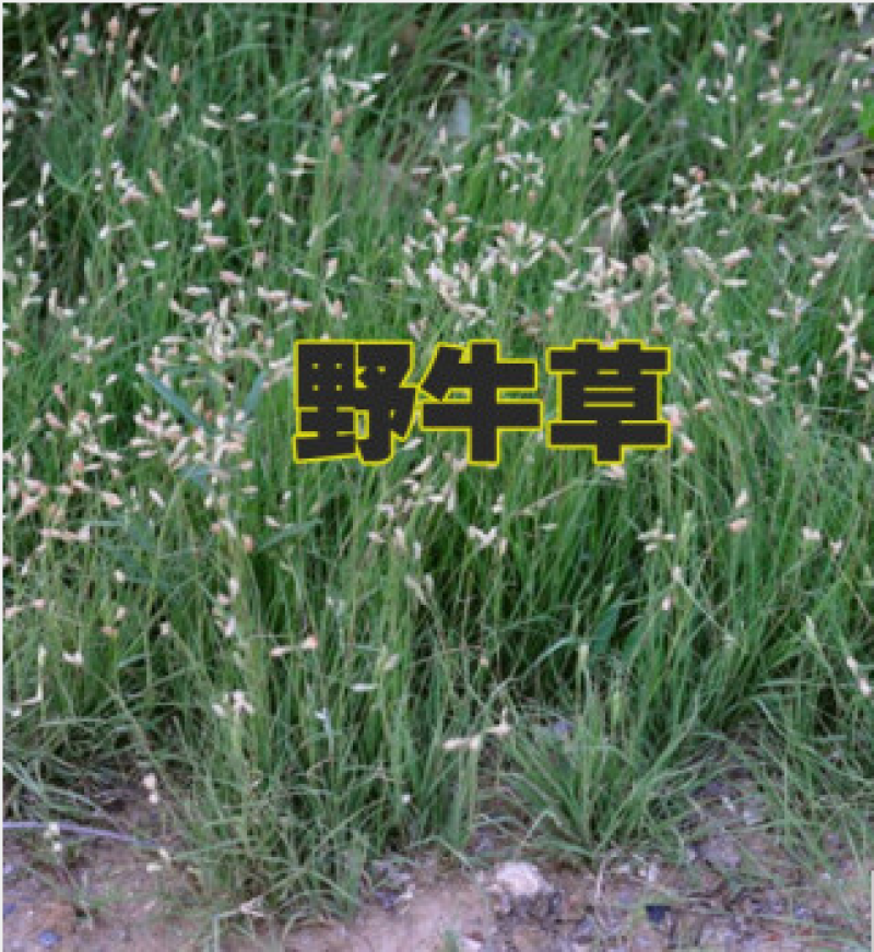 野牛草种子绿化护坡固土四季常青耐寒耐旱抗污染多年生宿根种