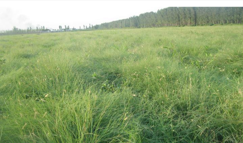 野牛草种子绿化护坡固土四季常青耐寒耐旱抗污染多年生宿根种