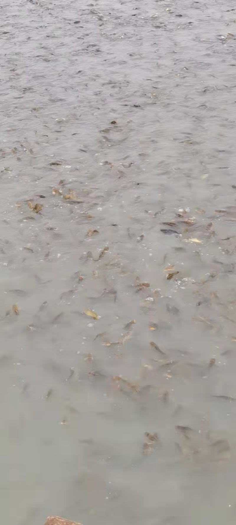 优质黄骨鱼苗，一手货源，规格齐全，好养快大