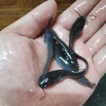 埃及鱼苗，胡子鲶，场地规格齐全，量大优惠，全国发货