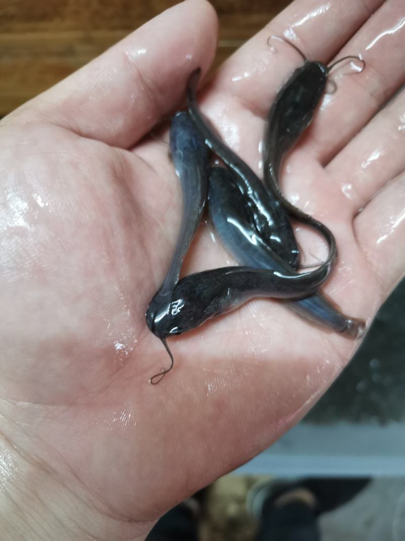 埃及鱼苗，胡子鲶，场地规格齐全，量大优惠，全国发货