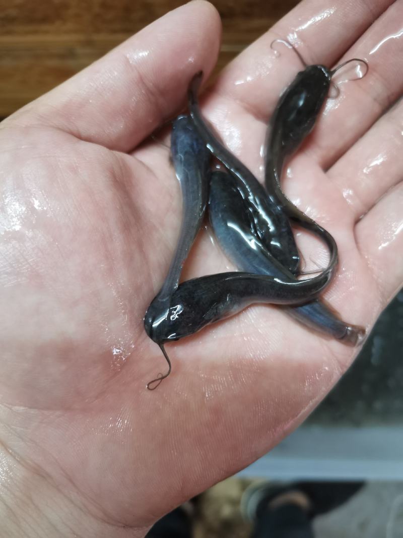埃及鱼苗，胡子鲶，场地规格齐全，量大优惠，全国发货