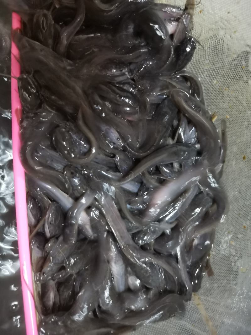 埃及鱼苗，胡子鲶，场地规格齐全，量大优惠，全国发货