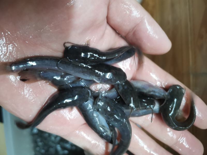 埃及鱼苗，胡子鲶，场地规格齐全，量大优惠，全国发货