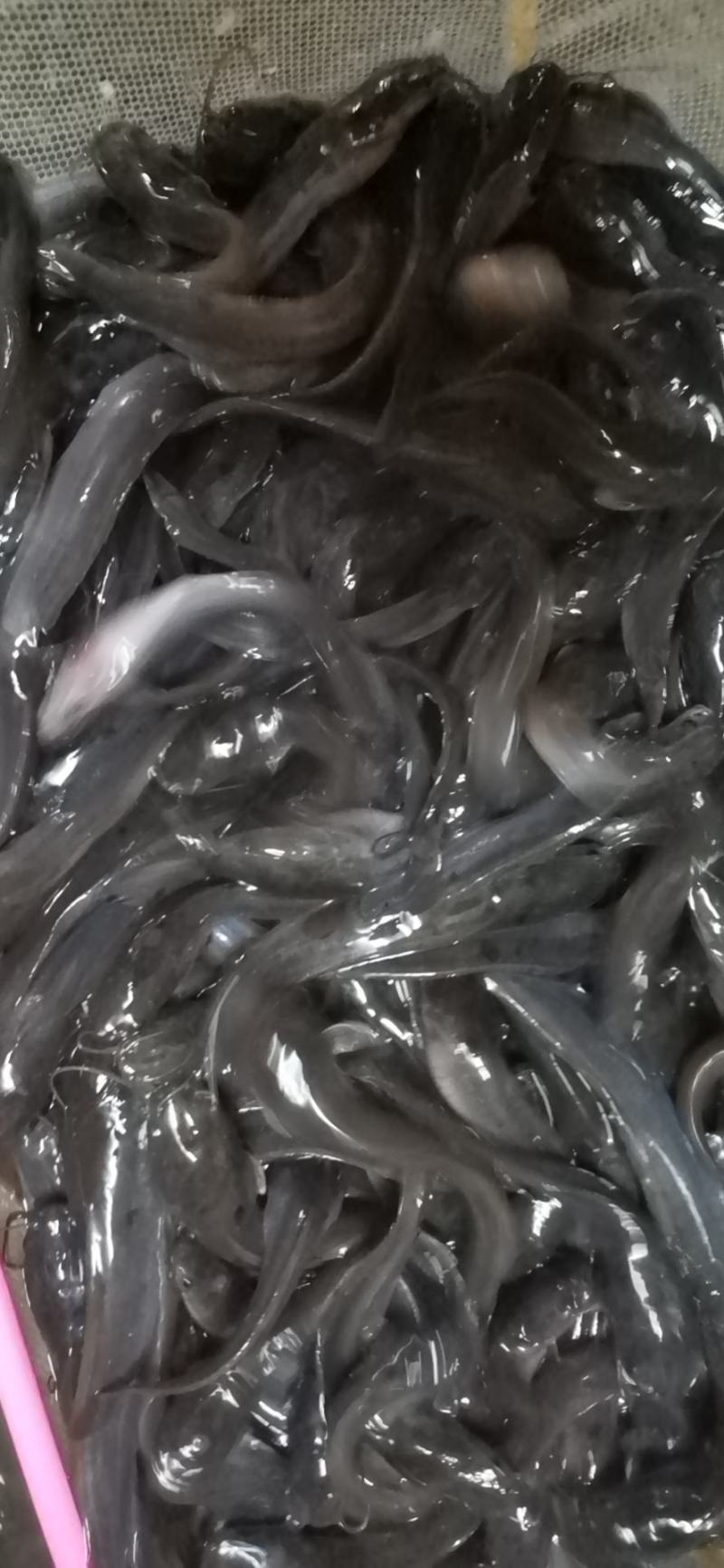 埃及鱼苗，胡子鲶，场地规格齐全，量大优惠，全国发货
