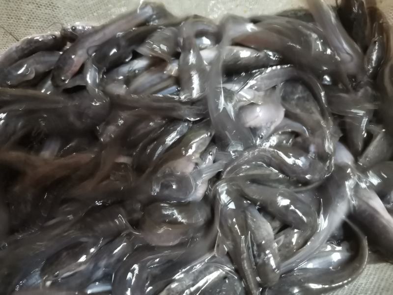 埃及鱼苗，胡子鲶，场地规格齐全，量大优惠，全国发货