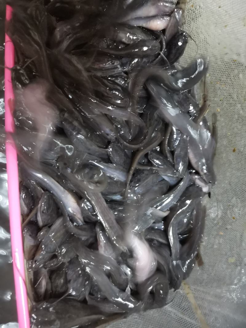 埃及鱼苗，胡子鲶，场地规格齐全，量大优惠，全国发货