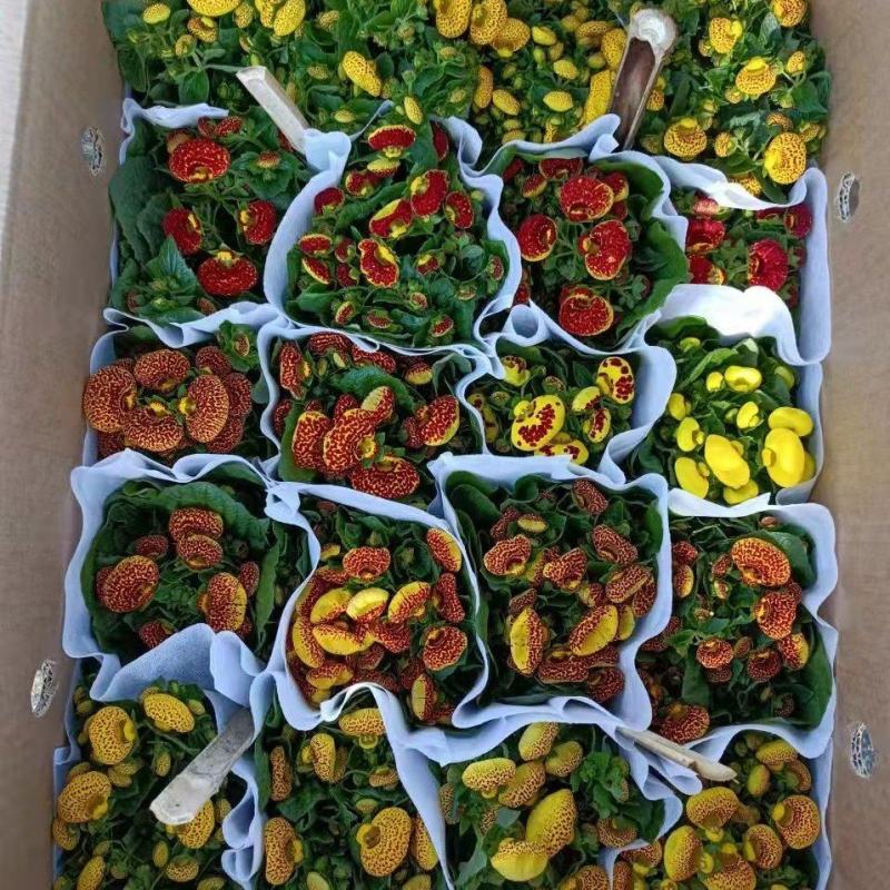 110#荷包蛋盆花观赏花，基地直发