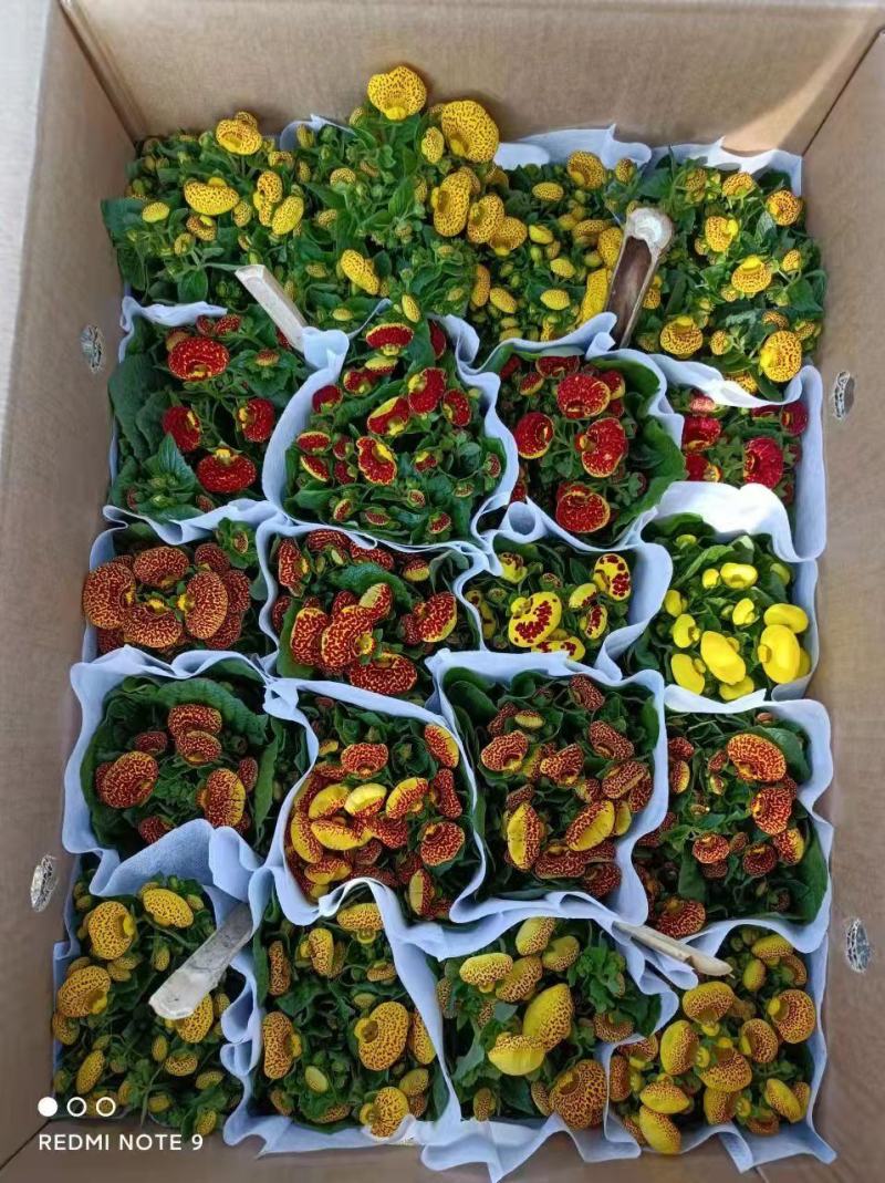 110#荷包蛋盆花观赏花，基地直发