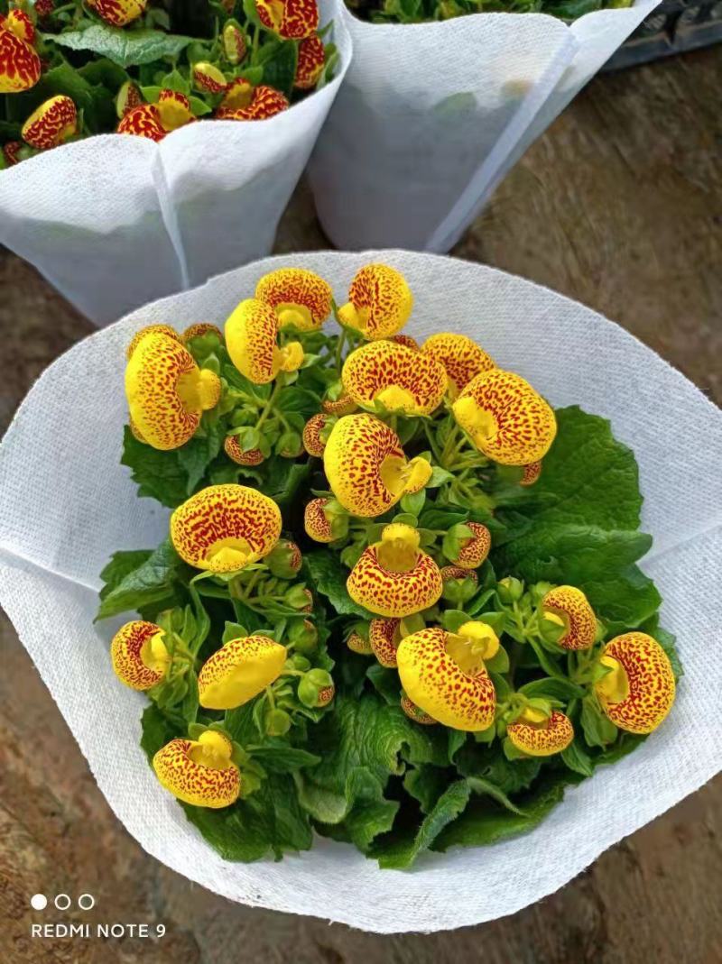 110#荷包蛋盆花观赏花，基地直发
