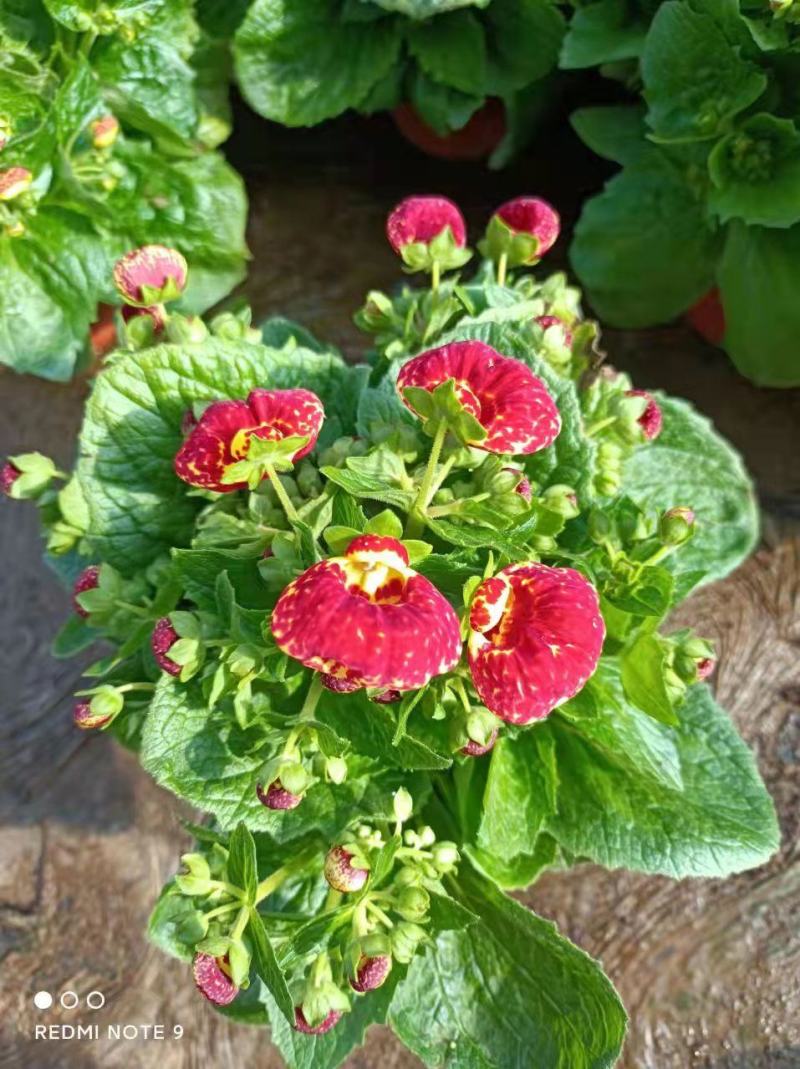110#荷包蛋盆花观赏花，基地直发