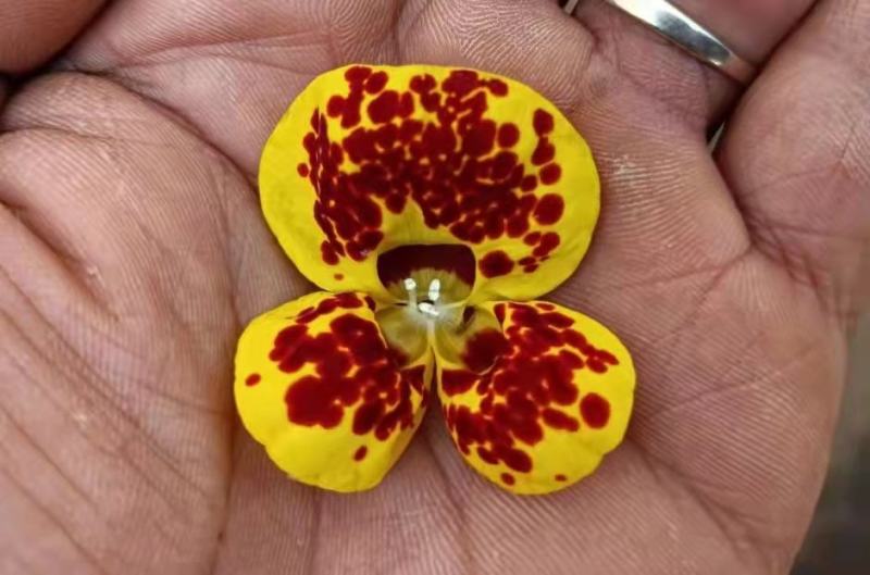 110#荷包蛋盆花观赏花，基地直发