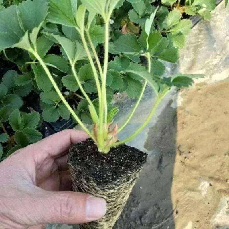 四季草莓苗法兰地妙香七号，天仙醉草莓苗，甜查理草莓