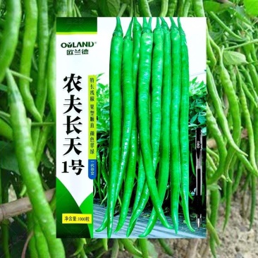 超长线椒种子香辣农夫长天一号超辣辣椒四季播耐热耐湿高产