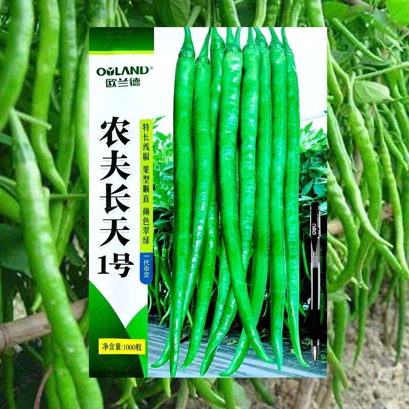 超长线椒种子香辣农夫长天一号超辣辣椒四季播耐热耐湿高产
