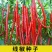 超长线椒种子香辣农夫长天一号超辣辣椒四季播耐热耐湿高产