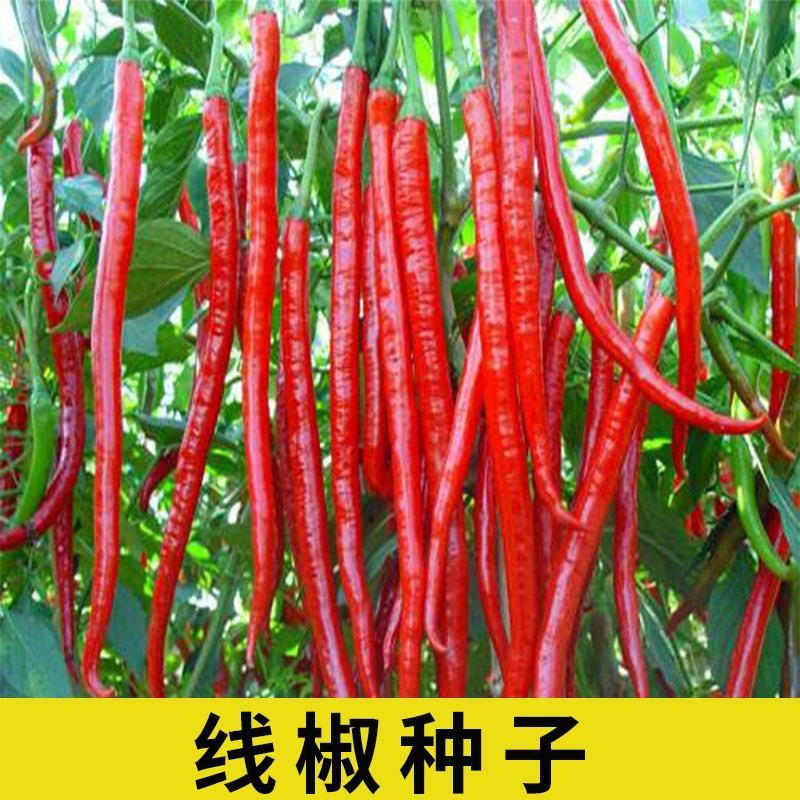 超长线椒种子香辣农夫长天一号超辣辣椒四季播耐热耐湿高产