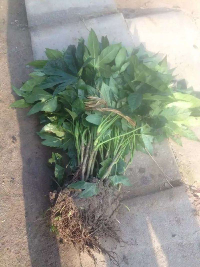 八宝金盘