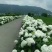 八仙花