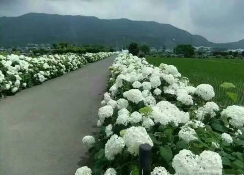 八仙花