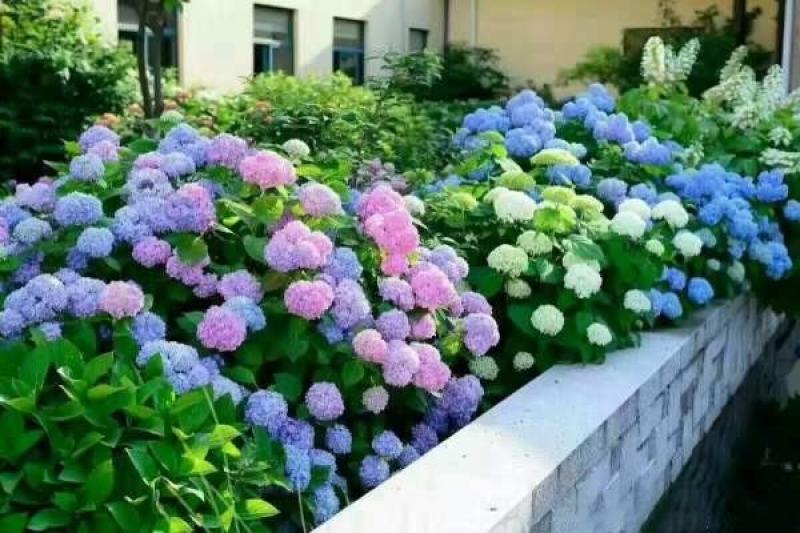 八仙花
