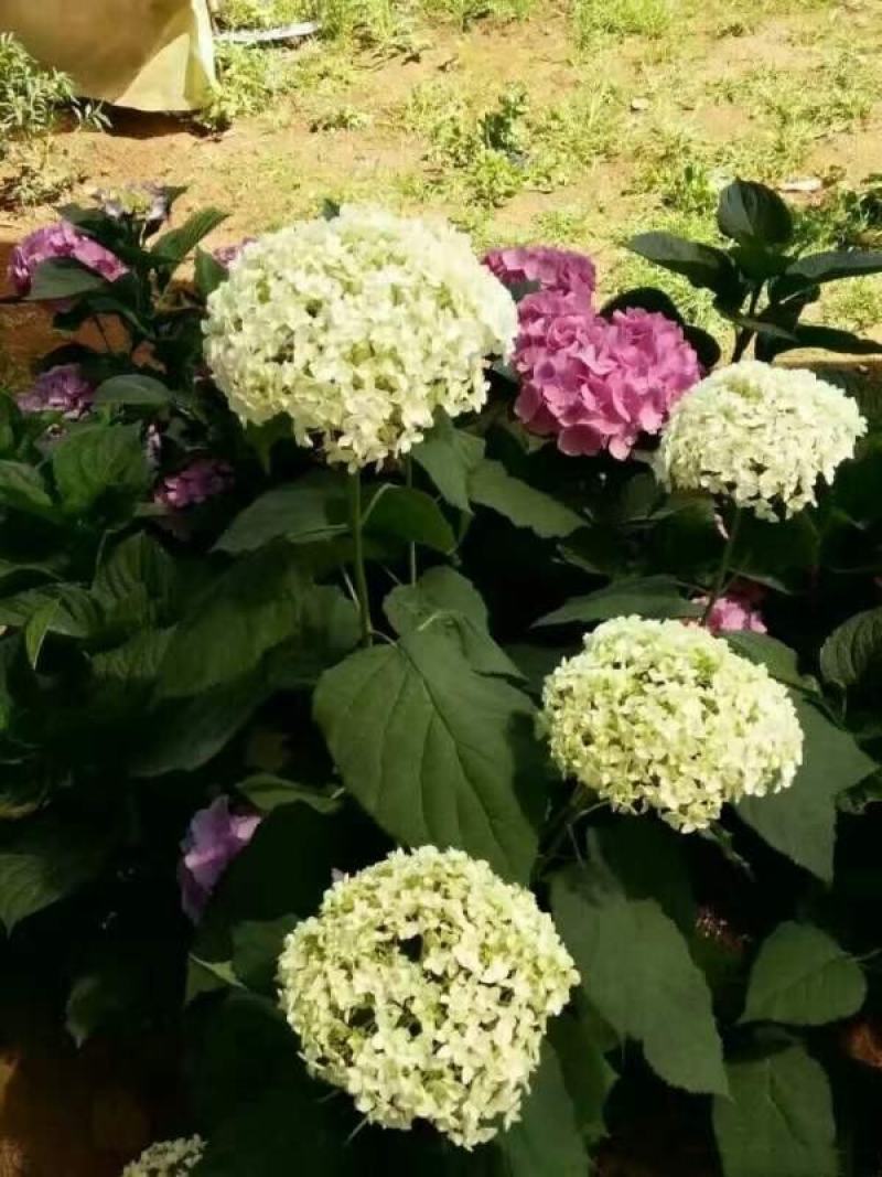 八仙花