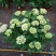 八仙花