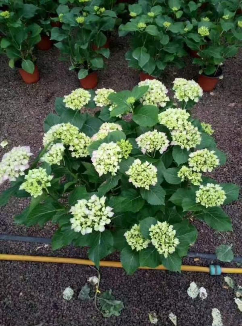 八仙花