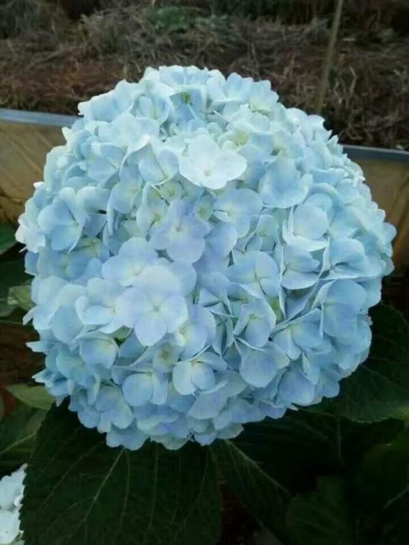 八仙花