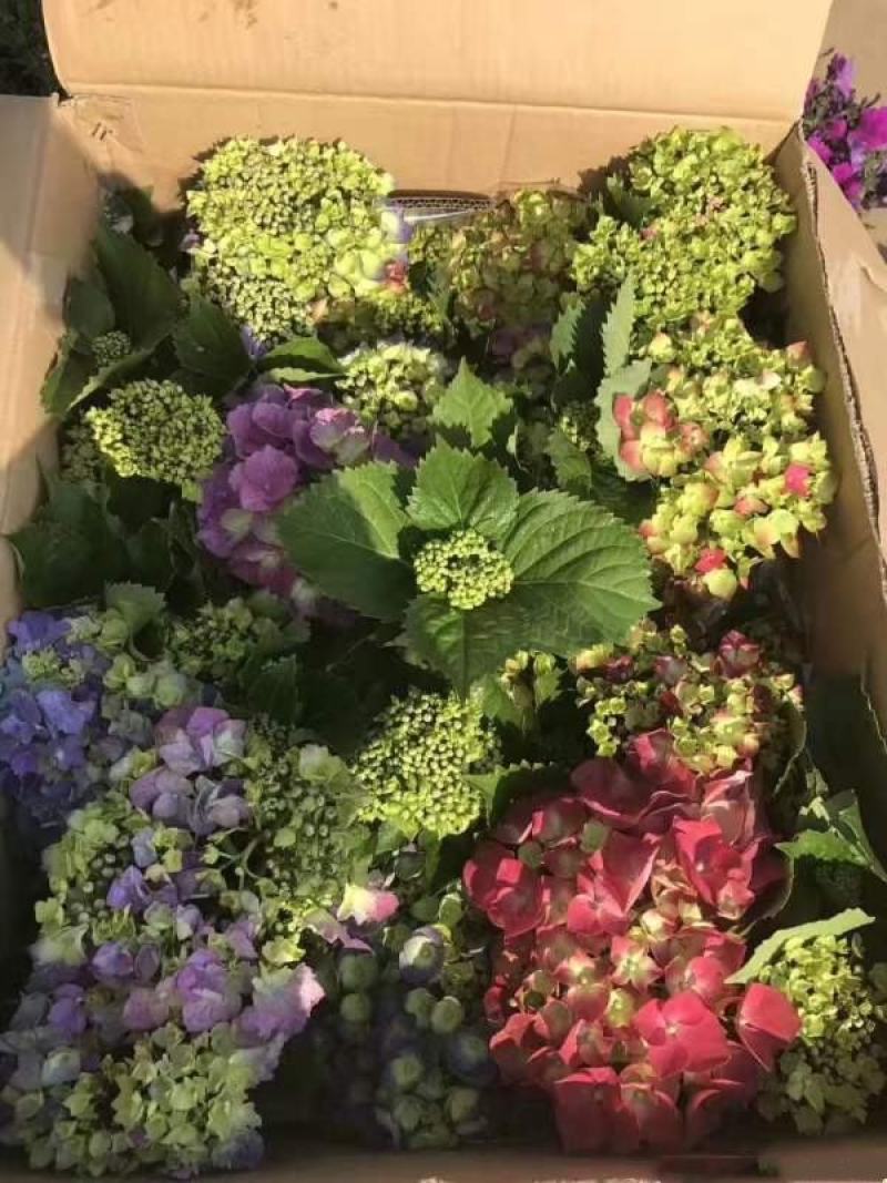 八仙花
