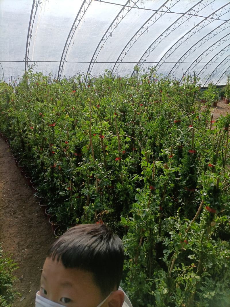 蔷薇花/藤本蔷薇基地直销/当年开花/适用于绿化园林/