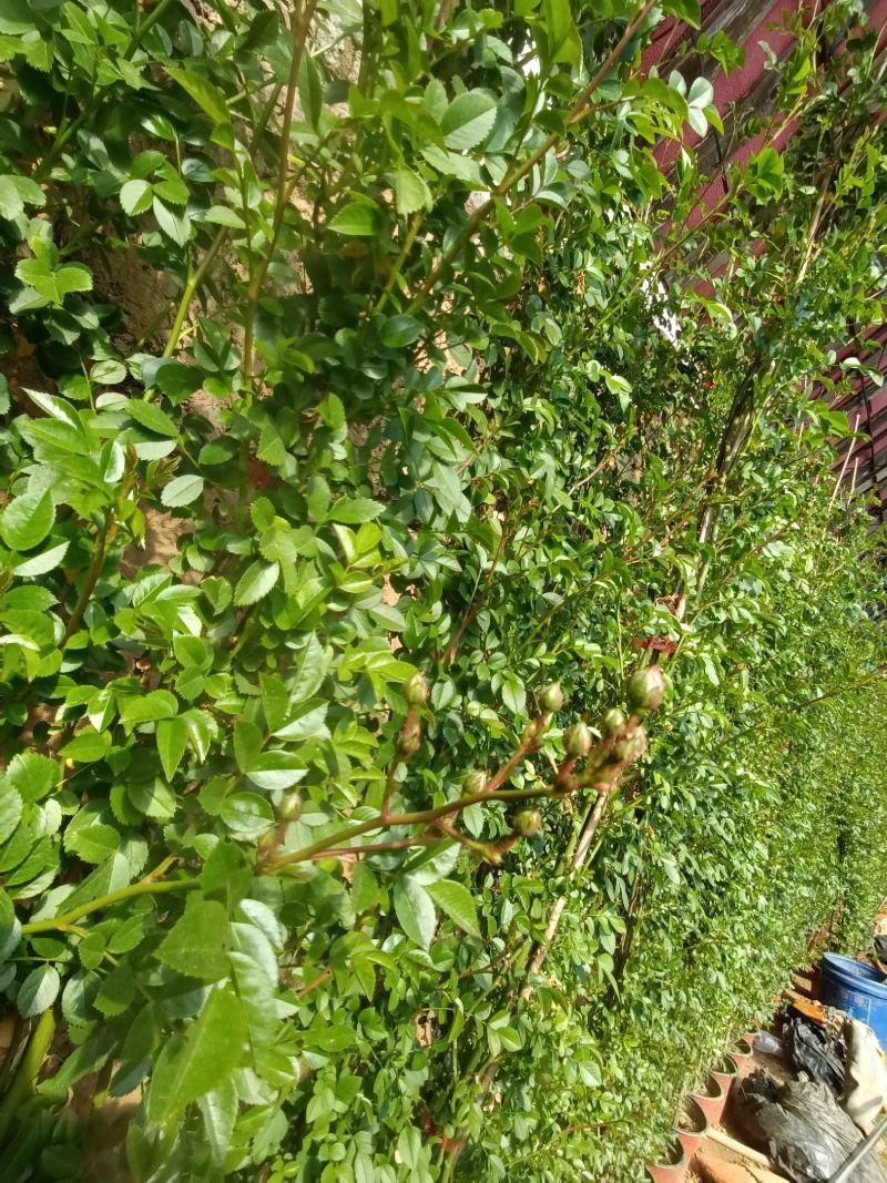 蔷薇花/藤本蔷薇基地直销/当年开花/适用于绿化园林/